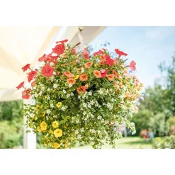 Ampel gemischt bepflanzt Topf Durchmesser 25 cm ^ Best