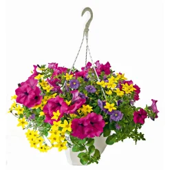 Ampel gemischt bepflanzt Topf Durchmesser 25 cm ^ Best