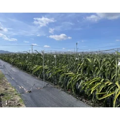 Anti- Unkrautvlies 1,5 x 5 m 30 gr./m² ^ Outlet