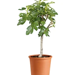 Übertopf Cilindro Bordato cm ^ New