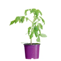 Bio Gourmet Tomaten Venusbrüstchen Topf Durchmesser 11 cm ^ Discount