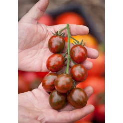Bio Gourmet Tomaten Venusbrüstchen Topf Durchmesser 11 cm ^ Discount