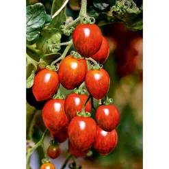 Bio Gourmet Tomaten Venusbrüstchen Topf Durchmesser 11 cm ^ Discount
