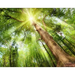 Canvas-Art Wald 60 x 80 cm ^ Pro-Art