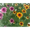 Chrysantheme Jellyfish 5-farbig im 14 cm Topf ^ Best