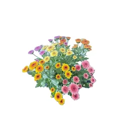 Chrysantheme Jellyfish 5-farbig im 14 cm Topf ^ Best