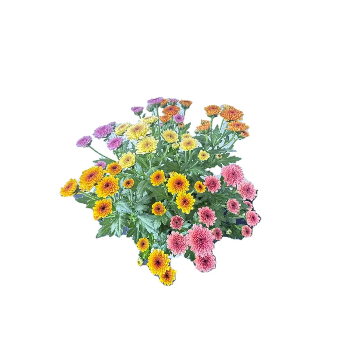 Chrysantheme Jellyfish 5-farbig im 14 cm Topf ^ Best