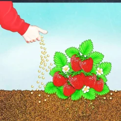 BIO Beeren Langzeit-Dünger mit Schafwolle ^ Compo Discount