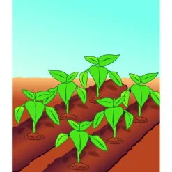 BIO Tomaten- und Gemüseerde torffrei 40 L ^ Compo Best