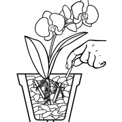 Düngestäbchen für Orchideen 20 Stäbchen ^ Compo New