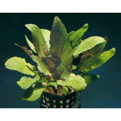 Wasserpflanzen für Aquarien ^ Dennerle New