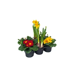 Frühlingsboten verschiedene Farben 6er-Pack ^ Plantiflor Outlet