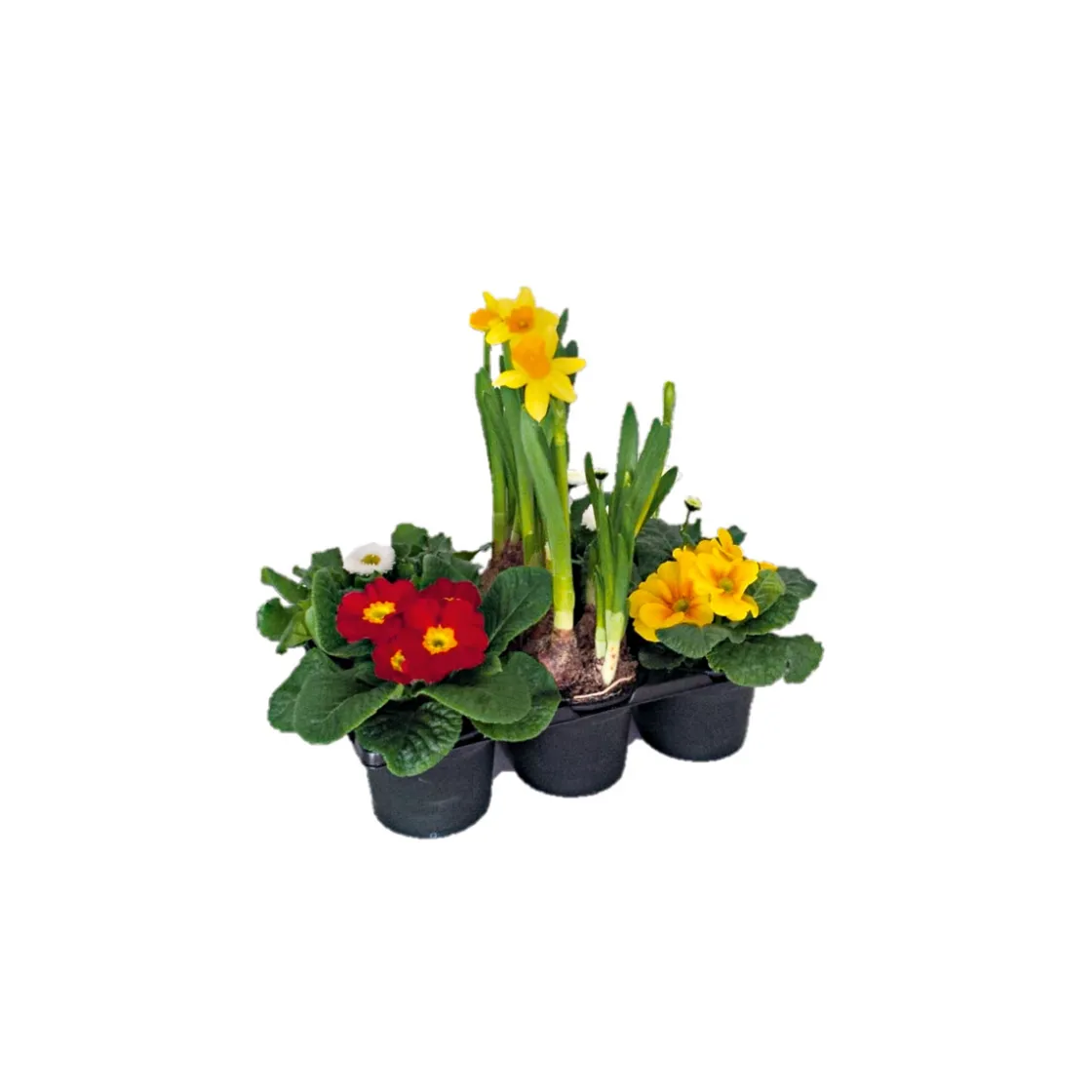 Frühlingsboten verschiedene Farben 6er-Pack ^ Plantiflor Outlet