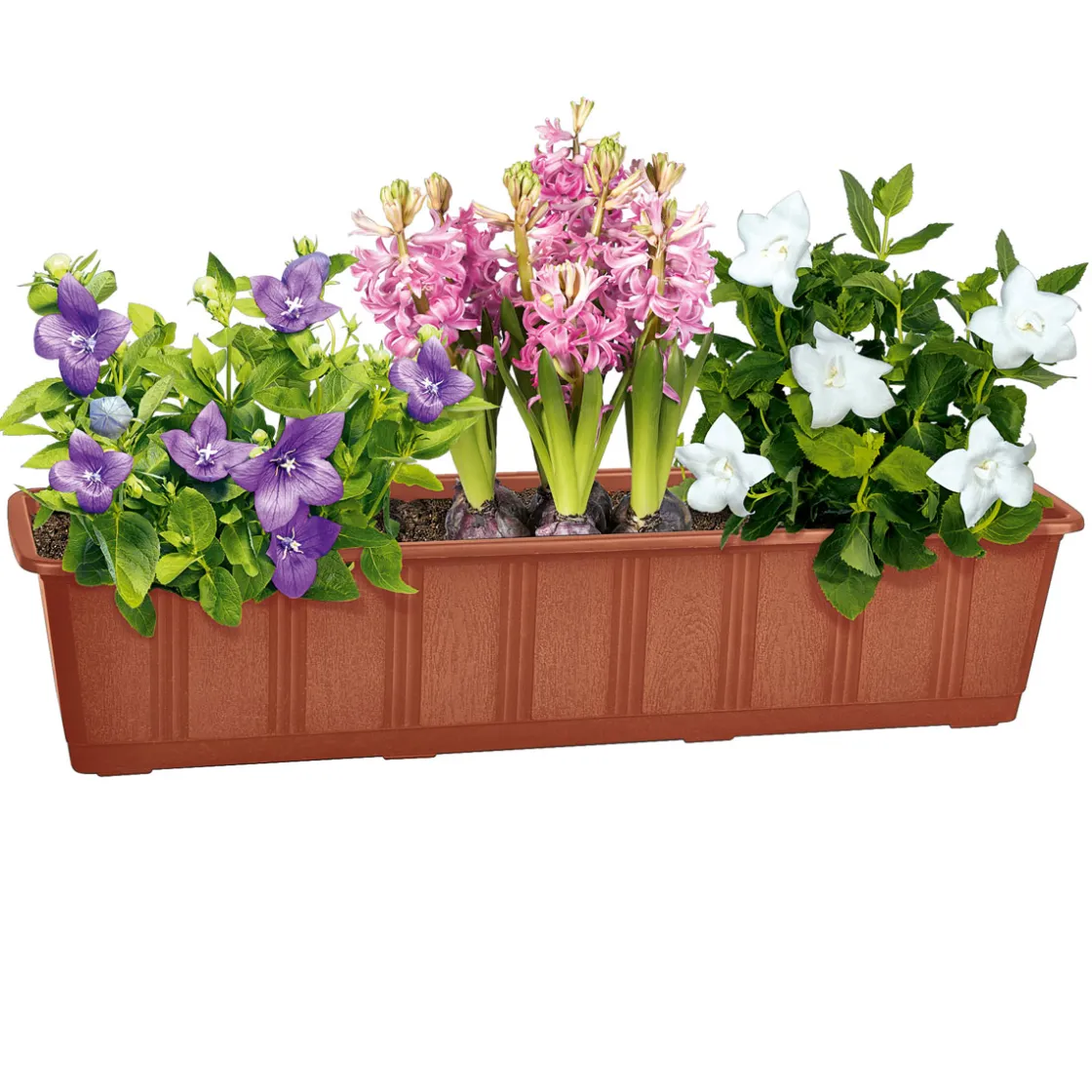 Blumenkasten Aqua-Green plus braun 80 cm ^ Geli New