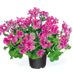 Geranie hängend verschieden Farben Topf Durchmesser 12 cm ^ Outlet