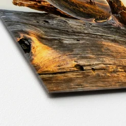 Glas-Art Drop On Wood 50 x 50 Glasbild ^ Pro-Art Discount