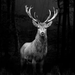 Glas-Art Grey Deer Head 20 x 20 Glasbild ^ Pro-Art Discount