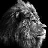 Glas-Art Grey Lion Head 20 x 20 Glasbild ^ Pro-Art