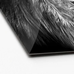 Glas-Art Grey Lion Head 20 x 20 Glasbild ^ Pro-Art