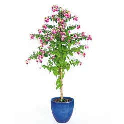 Pflanztopf Bern II Durchmesser 21 x 20 cm glasiert ^ Haveson Discount
