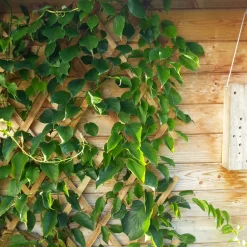 Holz-Spalier 120x180cm ^ Windhager