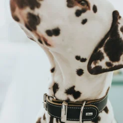 Halsband Aalborg Special schwarz Größe M ^ Hunter Sale