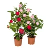 Japanische Kamelie Topf Durchmesser 15 cm ^ Hot