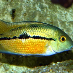 PRONOVO CICHLID GRANO M 250ml CLICK ^ JBL Sale