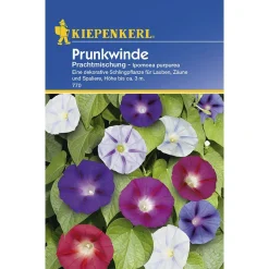 Prunkwinde Prachtmischung ^ Kiepenkerl Clearance