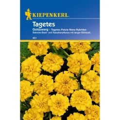 Tagetes Goldzwerg ^ Kiepenkerl
