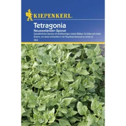 Tetragonia Neuseeländer Spinat ^ Kiepenkerl Hot