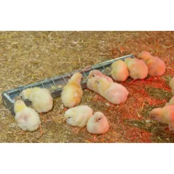 Kükentrog verzinkt 50 cm ^ Sale