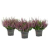 Knospenblüher Beauty Ladies Topf- Durchmesser 11 cm ^ Discount