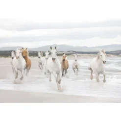 Papier-Fototapete White Horses 8-teilig 368 x 254 cm ^ Komar Outlet