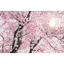 Vlies Fototapete Bloom 400x250 cm ^ Komar Hot