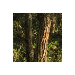 Vlies Fototapete Blütenzauberwald 450x280 cm ^ Komar Hot