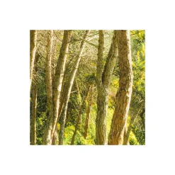 Vlies Fototapete Blütenzauberwald 450x280 cm ^ Komar Hot