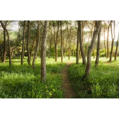 Vlies Fototapete Blütenzauberwald 450x280 cm ^ Komar Hot