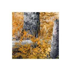 Vlies Fototapete Colorful Aspenwoods 450x280 cm ^ Komar Clearance