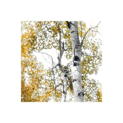 Vlies Fototapete Colorful Aspenwoods 450x280 cm ^ Komar Clearance