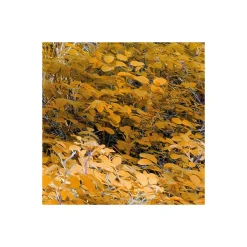 Vlies Fototapete Colorful Aspenwoods 450x280 cm ^ Komar Clearance