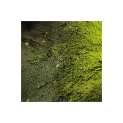 Vlies Fototapete Der Traumbaum 450x280 cm ^ Komar Discount
