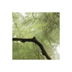 Vlies Fototapete Der Traumbaum 450x280 cm ^ Komar Discount