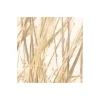 Vlies Fototapete Dune Grass 400x250 cm ^ Komar Best