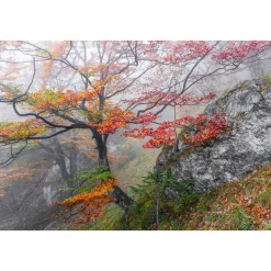 Vlies Fototapete Euphoria 300x200 cm ^ Komar Outlet