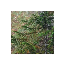 Vlies Fototapete Euphoria 300x200 cm ^ Komar Outlet