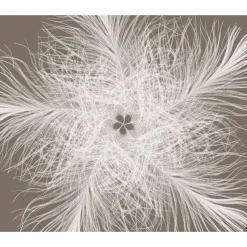 Vlies Fototapete Federstern 300x250 cm ^ Komar Sale