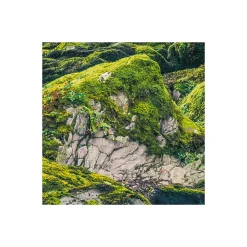 Vlies Fototapete Green Tales 400x250 cm ^ Komar New