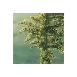 Vlies Fototapete Indulgence of Beauty 200x250 cm ^ Komar Best