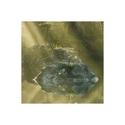 Vlies Fototapete Indulgence of Beauty 200x250 cm ^ Komar Best